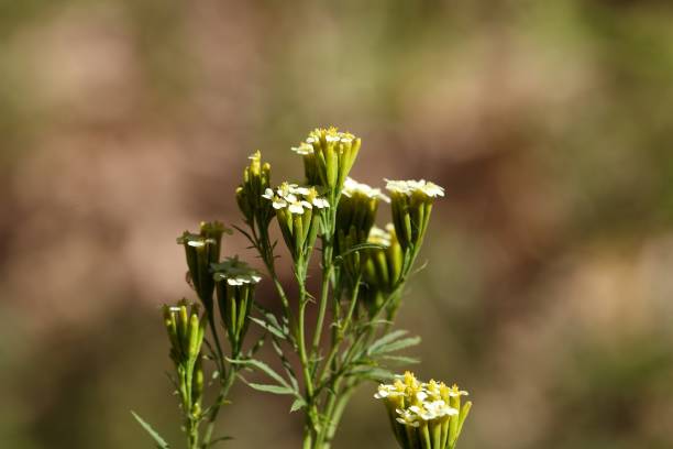 istock Flowers of Tagetes minuta 853618822