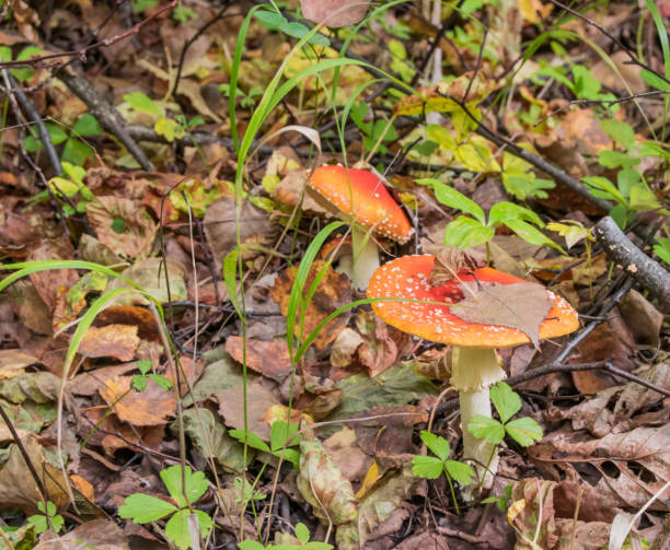 istock Beautiful Red fly agaric Amanita muscaria 853629748