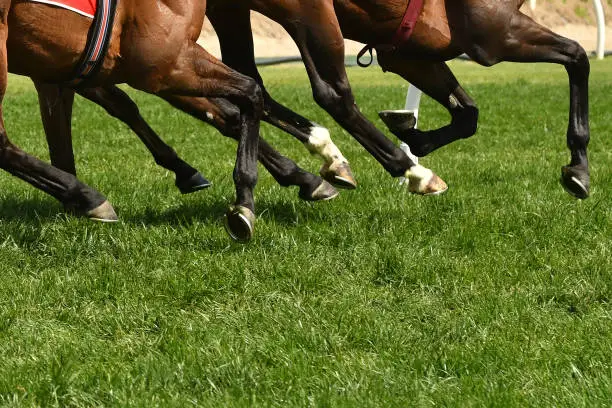 Horse racing action, hooves, and legs