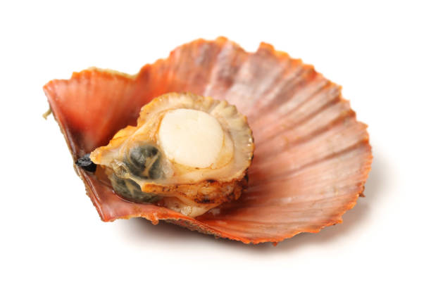 istock Scallops and opened scallop  on the white background 853639202