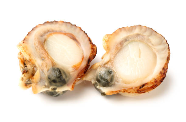 istock Scallops and opened scallop  on the white background 853639302