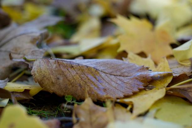 istock Yellow and Brown Fallen Leaves 853642492