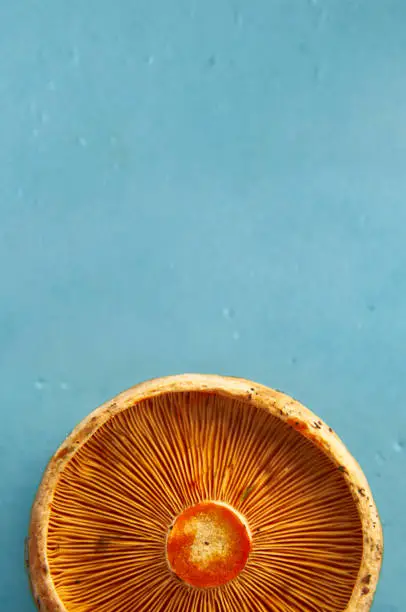 Cover photo of saffron milk cup mushroom from the bottom on blue background