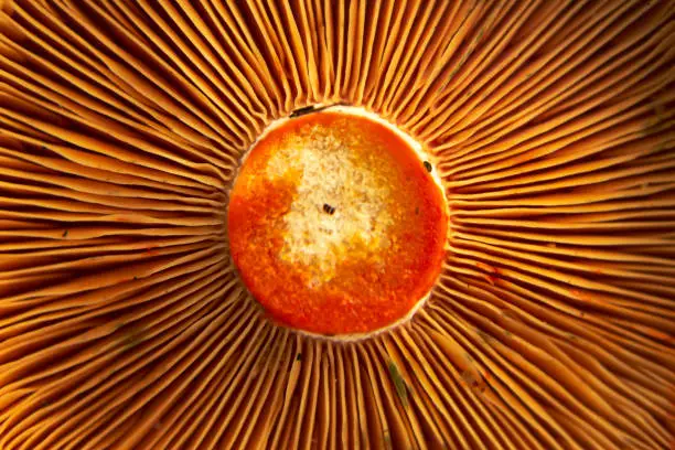 Deep orange saffron milk cup mushroom close-up from the bottom side.