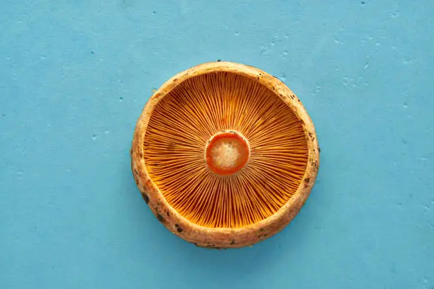 Cover photo of saffron milk cup mushroom from the bottom on blue background