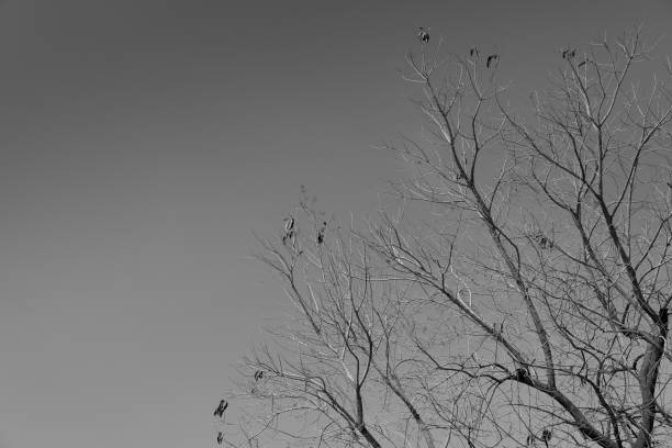 istock Tree branches without leaf in spring season. Black and white photo. 853646850
