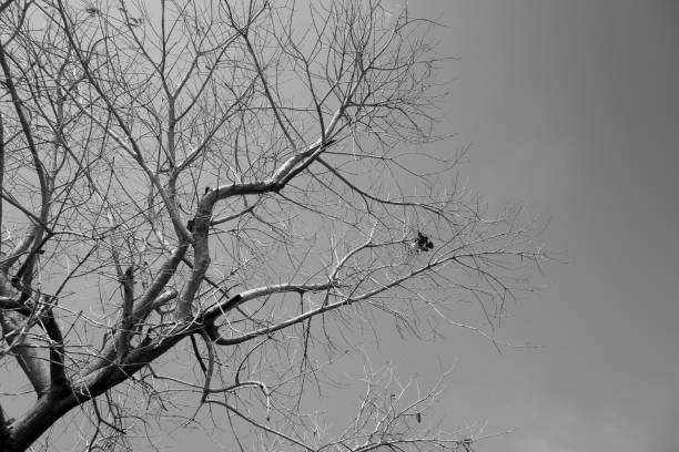istock Tree branches without leaf in spring season. Black and white photo. 853646860