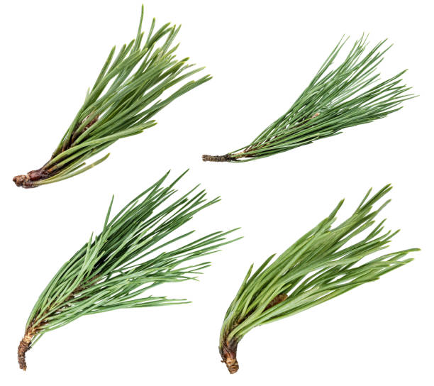 パインツリーの枝白で分離 - pine tree pine cone branch isolated ストックフォトと画像