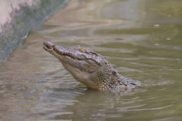 istock Close up Siamese Crocodile  in Thailand 853656906