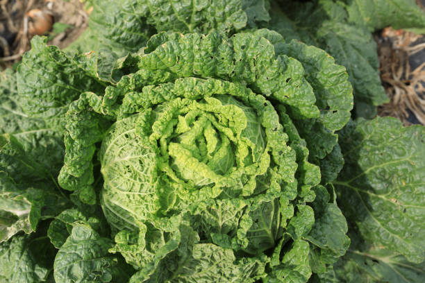 istock chinese cabbage and onion in growth at field 853665470