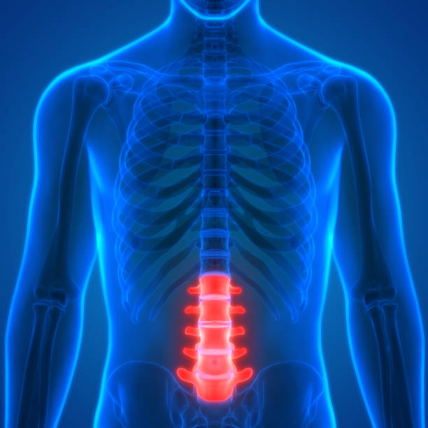 istock Human Skeleton Vertebral Coloumn Anatomy (Lumbar Spine) 853665684