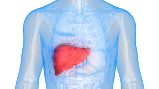 istock Human Body Organs Anatomy (Liver) 853665982