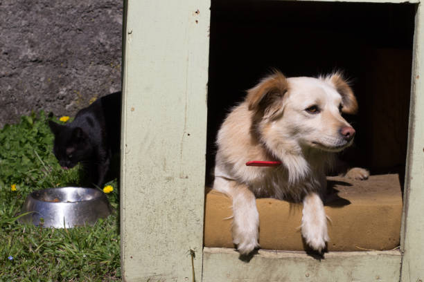 istock dog watches his house while a stealthy cat steals 853666370