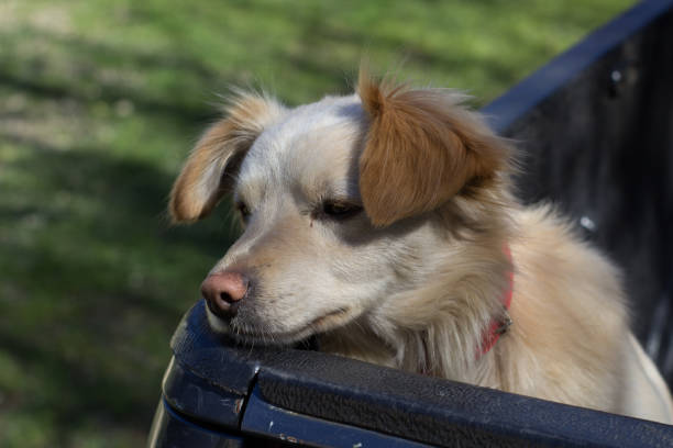 istock sad dog waits to go out for a walk with his owner 853666468
