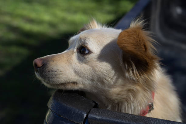 istock sad dog waits to go out for a walk with his owner 853668574