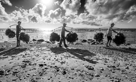 Nusa Penida, Bali Indonesia - September 2015: Indonesian farmers growing seaweed in a traditional method in the shores, seaweed will grow when the tide is low and it takes 15-30 days to grow. famers will cut and collect in a basket to their houses for drying.