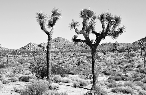 A black and white snapshot of Joshua Tree's namesake trees at the Joshua Tree National Park in California.