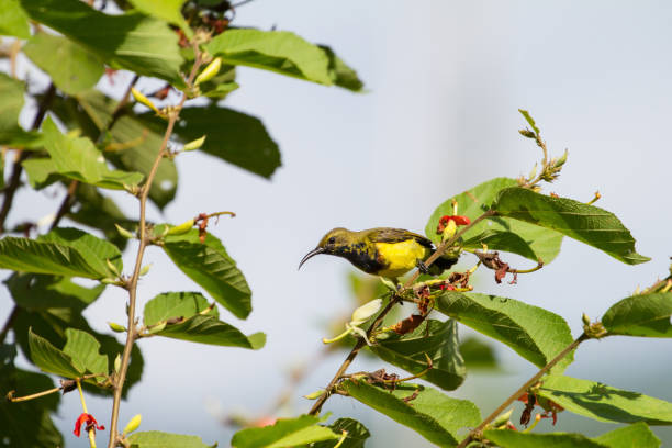 istock Olive-backed sunbird, Yellow-bellied sunbird 853697064