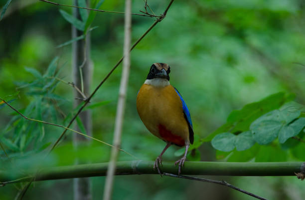 istock Blue-winged Pitta in nature of Thailand 853697684