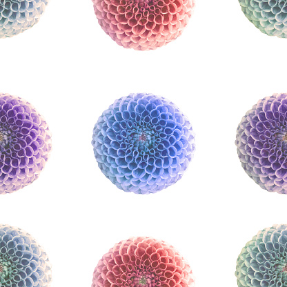 violet, red and blue dahlia as a seamless pattern with paper structure against a white background