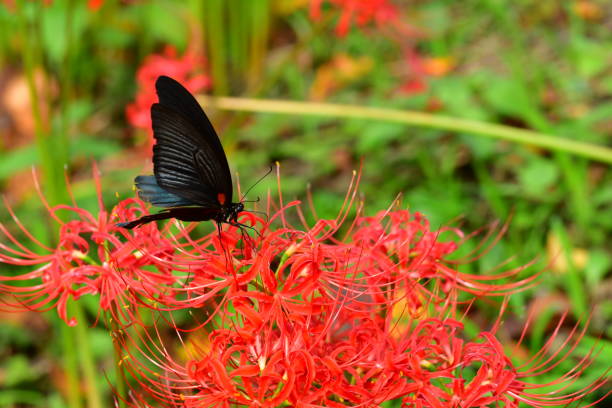 Spider Lily Flowers And Butterfly Stock Photo - Download Image Now