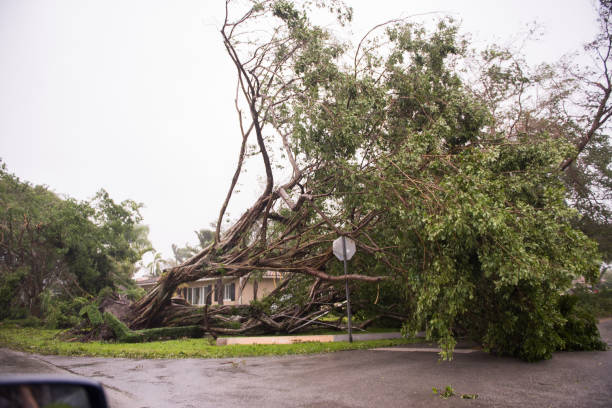 istock Aftermath of Hurricane Irma in Miami, Florida 853719356
