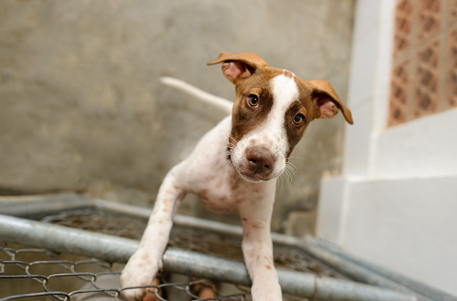 Dog shelter is an animal shelter with a sad cute dog looking up wanting someone to take him home today.