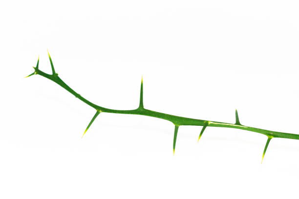 istock Big thorn the kaffir lime branch isolated 853720434