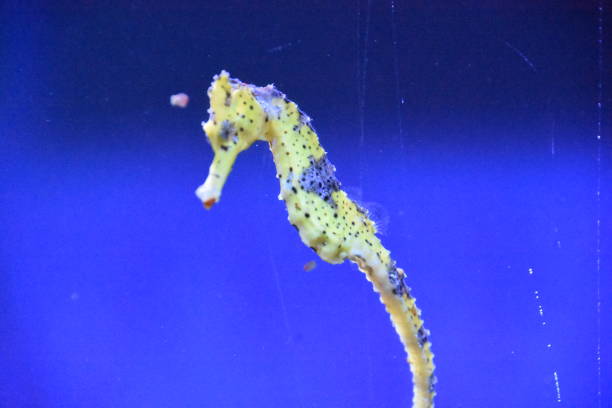 Slender seahorse (Hippocampus reidi). Slender seahorse (Hippocampus reidi). longsnout seahorse hippocampus reidi stock pictures, royalty-free photos & images