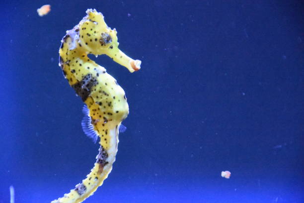 Slender seahorse (Hippocampus reidi). Slender seahorse (Hippocampus reidi). longsnout seahorse hippocampus reidi stock pictures, royalty-free photos & images