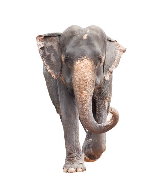 istock full body face of asian elephant isolated white background 853731156