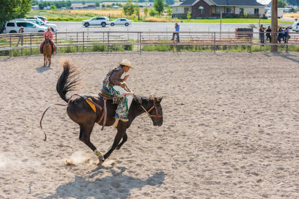 Talahi Bronc Training Ride One - Free photo on Pixabay