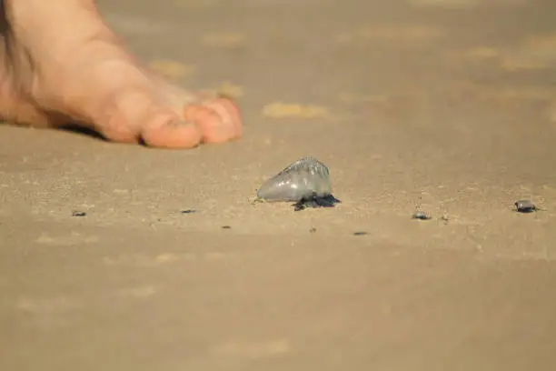An Australian blue bottle sitting on the beach with a shoeless foot sitting in the background.