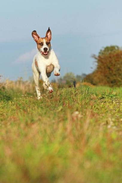 istock Cute mixed breed dog is running on meadow 853744486
