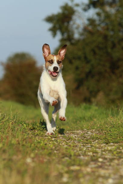 istock Cute mixed breed dog is running on meadow 853744542