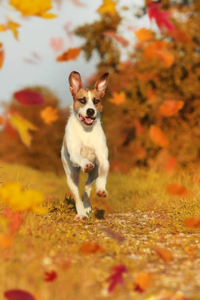 istock Cute mixed breed dog is running  in autumn 853744610