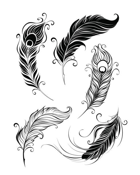 ilustraciones, imágenes clip art, dibujos animados e iconos de stock de juego de feathers - peacock feather outline black and white