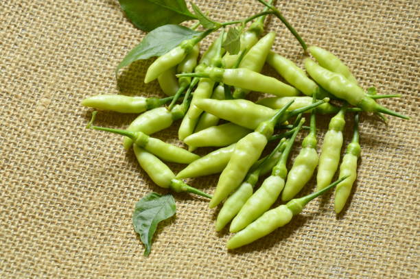 istock green chili harvesting on sackcloth 853746254