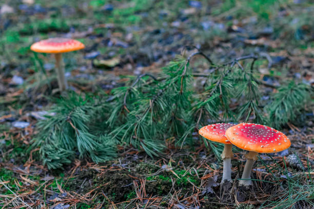 istock Red poisonous Amanita mushrooms 853752364