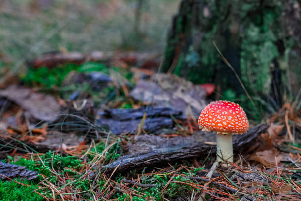istock Red poisonous Amanita mushroom 853752506
