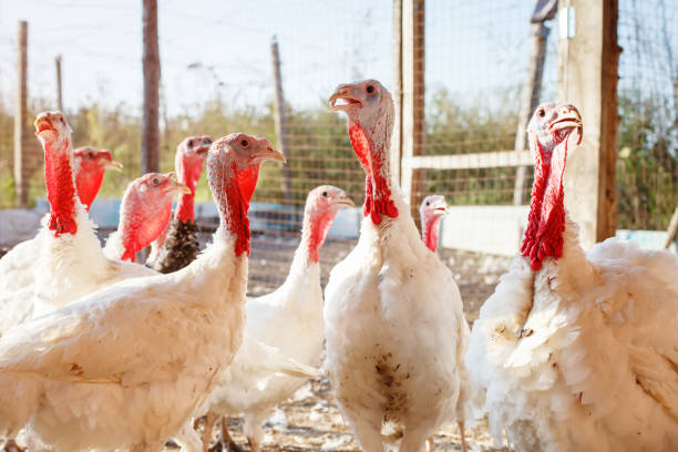 istock Turkey-cocks on a traditional poultry farm 853757400