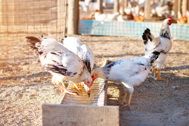 poulet sur une ferme de poulet - poultry shears photos et images de collection