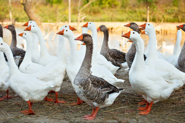 geese on the poultry farm - poultry shears imagens e fotografias de stock