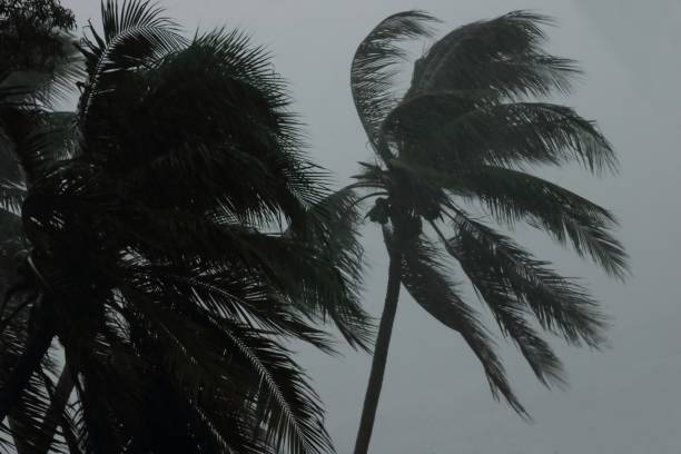 istock Palms tree during heavy wind or hurricane. Storm rainy day 853758076