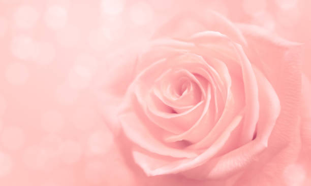 istock light pink rose and bokeh for soft background 853758098