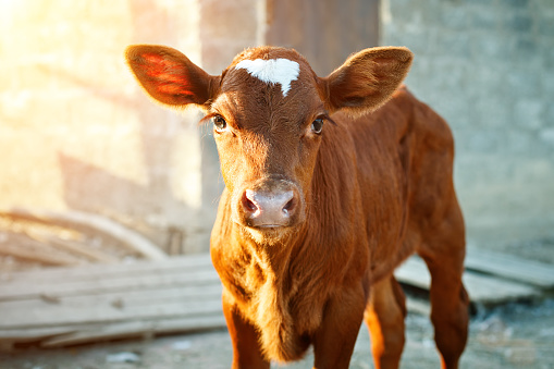A young brown calf at an agricultural farm