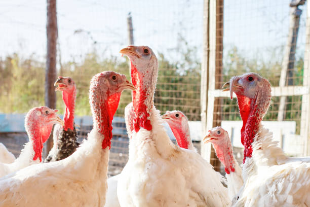 di tacchino in un allevamento di pollame tradizionale - poultry shears foto e immagini stock