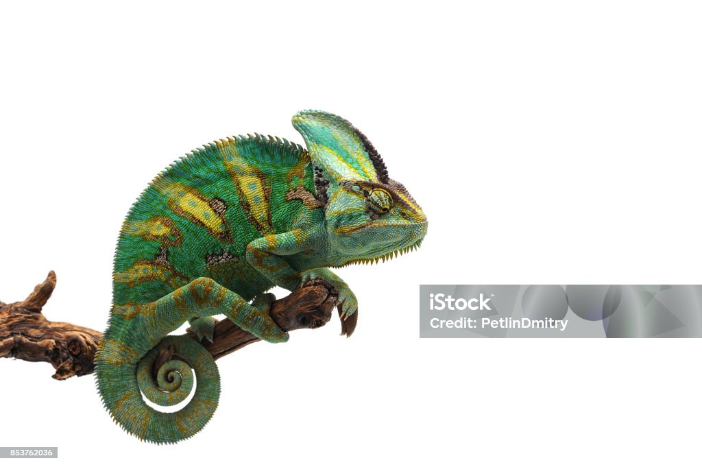Veiled Chameleon isolated on white background Chameleon Stock Photo