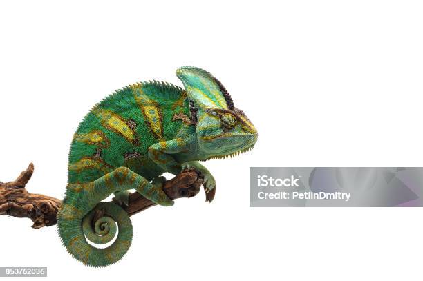 Veiled Chameleon Isolated On White Background Stock Photo - Download Image Now - Chameleon, White Background, Yemen