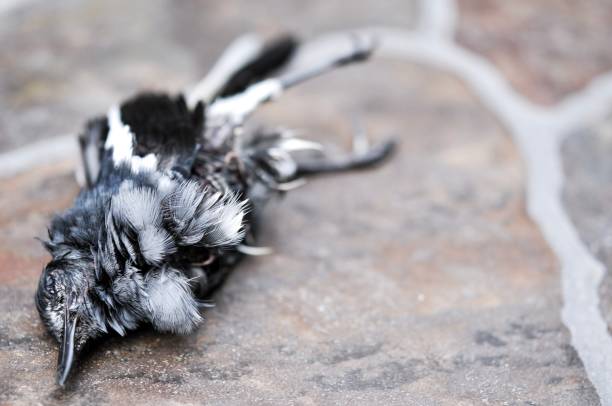 elster vogel getötet von katze, die meisten elster vögel in der natur sind raubtier katze, elster vogel tot - snow dune stock-fotos und bilder